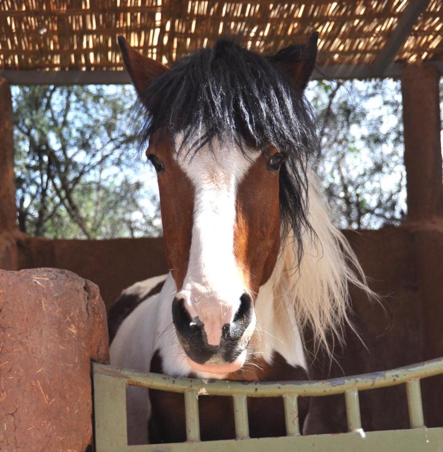 La Vie En Rose - Horses & Dogs House Bed & Breakfast Marrakesh Exterior photo