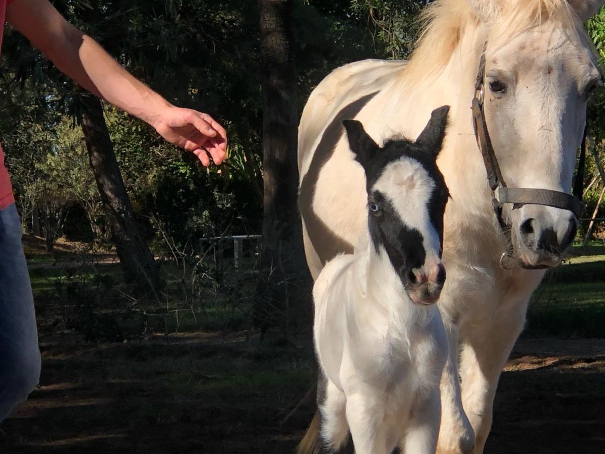 La Vie En Rose - Horses & Dogs House Bed & Breakfast Ait Hamid Exterior photo