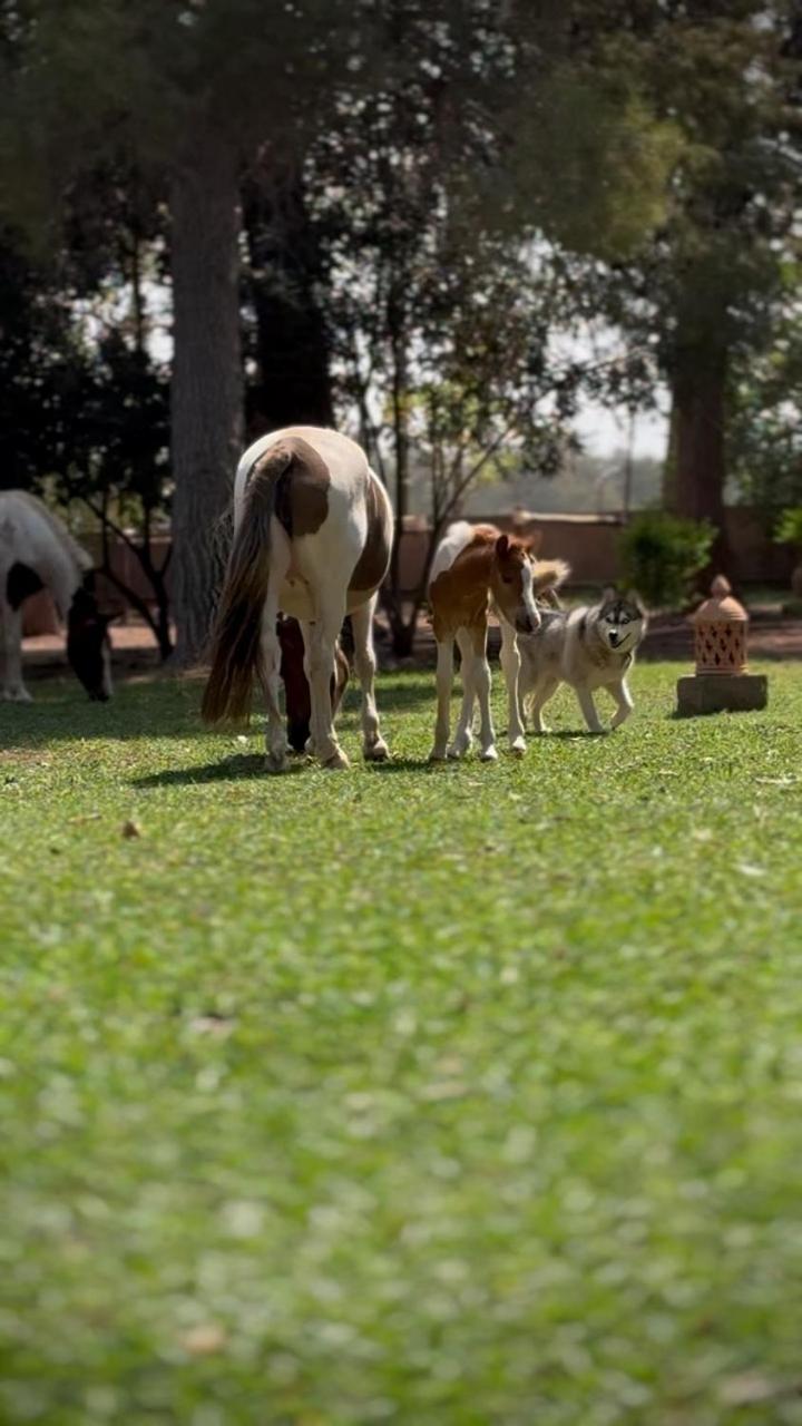 La Vie En Rose - Horses & Dogs House Bed & Breakfast Marrakesh Exterior photo